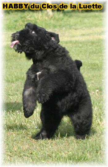 bouvier des flandres photo chiot - Elevage Clos Luette - COPYRIGHT DEPOSE